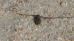 Lophyra flexuosa sardea