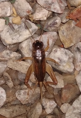 Anurogryllus
