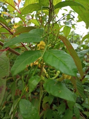 Mandevilla subsagittata