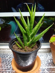 Sansevieria francisii