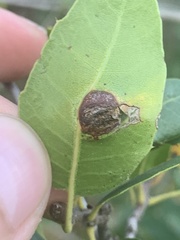 Callirhytis perfoveata