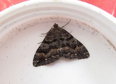 Hydriomena deltoidata