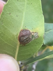 Callirhytis perfoveata