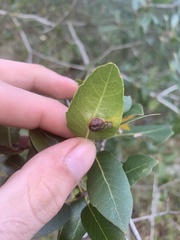 Callirhytis perfoveata