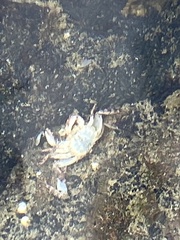Grapsus tenuicrustatus