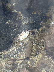 Grapsus tenuicrustatus
