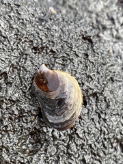 Isognomon