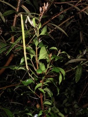 Candovia annulata
