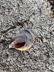 Isognomon