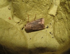 Proteuxoa tetronycha