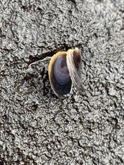 Isognomon