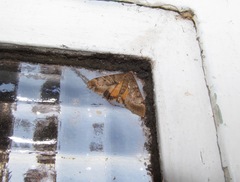 Uresiphita maorialis