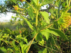 Smallanthus connatus
