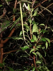 Candovia annulata