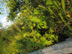 Smallanthus connatus