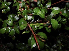 Candovia strumosa
