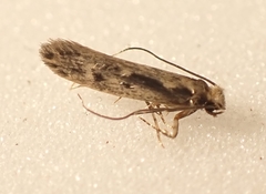 Tinea pallescentella
