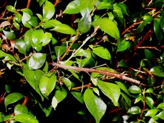 Candovia strumosa