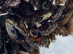 Brachidontes