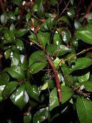 Candovia strumosa