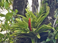 Guzmania berteroniana