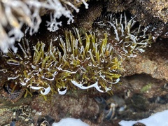 Ahnfeltiopsis concinna