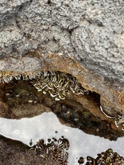 Ahnfeltiopsis concinna