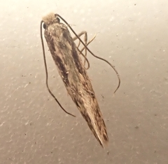 Tinea pallescentella