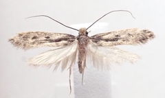 Tinea pallescentella