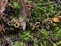Craterellus calicornucopioides