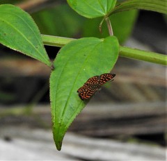 Antillea pelops