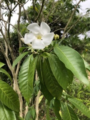 Tabernaemontana litoralis