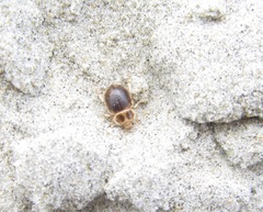 Chaerodes trachyscelides