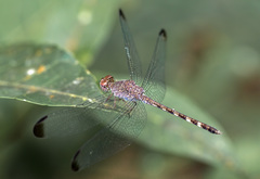 Odonata