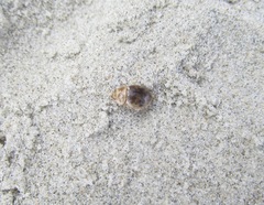 Chaerodes trachyscelides