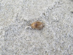 Chaerodes trachyscelides