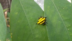 Gasteracantha doriae