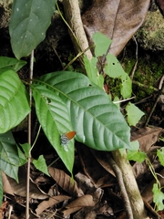 Drupadia ravindra moorei