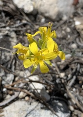 Physaria kingii bernardina