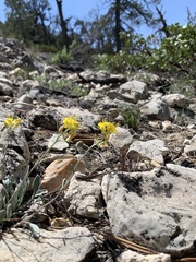 Physaria kingii bernardina