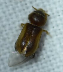 Tropicus pusillus