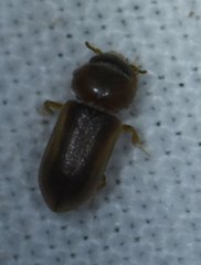 Tropicus pusillus