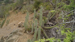 Trichocereus chiloensis litoralis