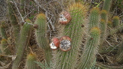 Trichocereus chiloensis litoralis