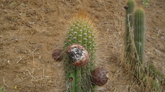 Trichocereus chiloensis litoralis