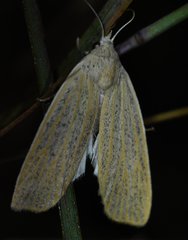 Palpidia pallidior
