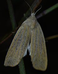 Palpidia pallidior