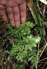 Selaginella plana