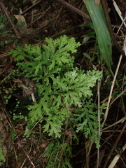 Selaginella plana