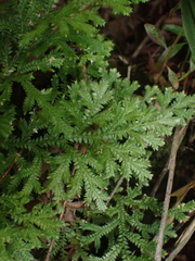 Selaginella plana
